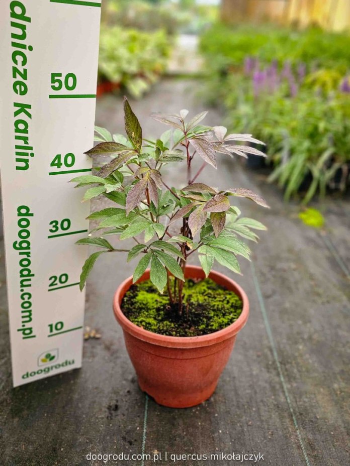 Czerwona piwonia chińska Karl Rosenfeld